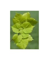 TILIA PLATIPHILLOS C25