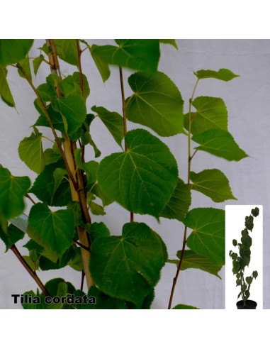 Tilia Cordata C25 - Árbol Majestuoso para Jardines Grandes | Endanea Garden

