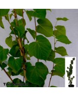 Tilia Cordata C25 - Árbol Majestuoso para Jardines Grandes | Endanea Garden

