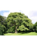 PAULOWNIA TOMENTOSA IMPERIALIS C25