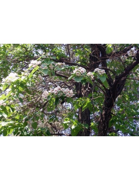 PAULOWNIA TOMENTOSA IMPERIALIS C25