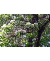 PAULOWNIA TOMENTOSA IMPERIALIS C25