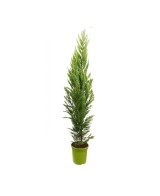 CUPRESSUS MACROCARPA GOLDCREST C25