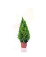 CUPRESSUS MACROCARPA GOLDCREST C25