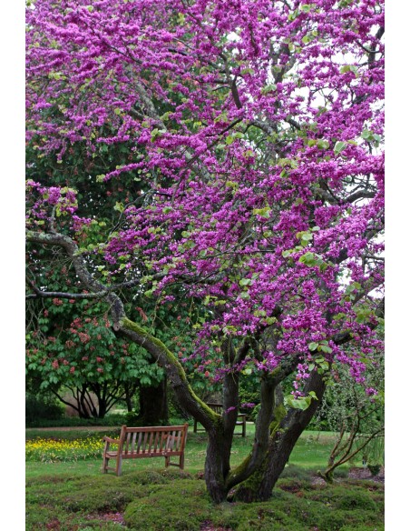 CERCIS SILIQUASTRUM C25