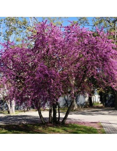 CERCIS SILIQUASTRUM C25