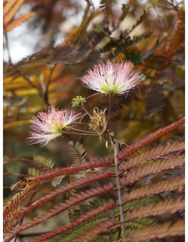 ALBIZIA JULIBRISSIN SUMMER CHOCOLATE C25