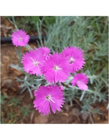 DIANTHUS CORSICUS 2.5L