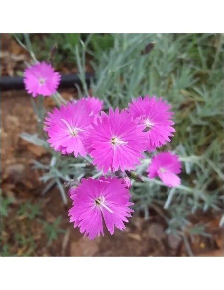 DIANTHUS CORSICUS 2.5L