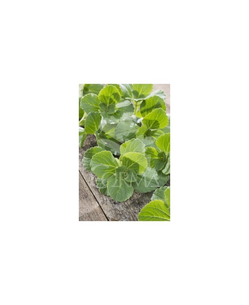 PLECTRANTHUS AUSTRALIS M13