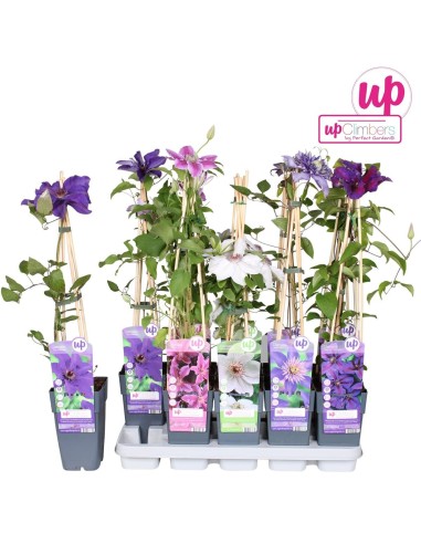 Clematis Mont Mix M15 planta trepadora con flores variadas para jardín y terraza