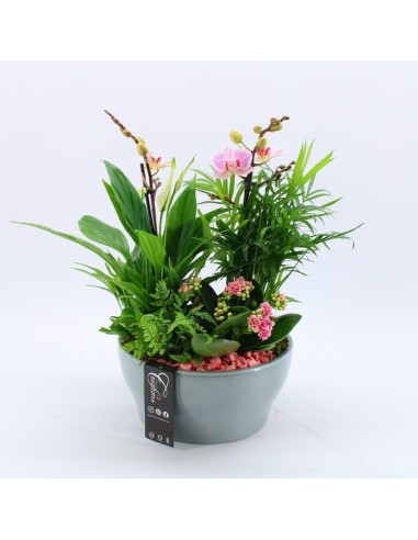 Composición Floral COMPO PHALAENOPSIS PHAL 2533RZ M22 Orquídeas y Plantas Ornamentales