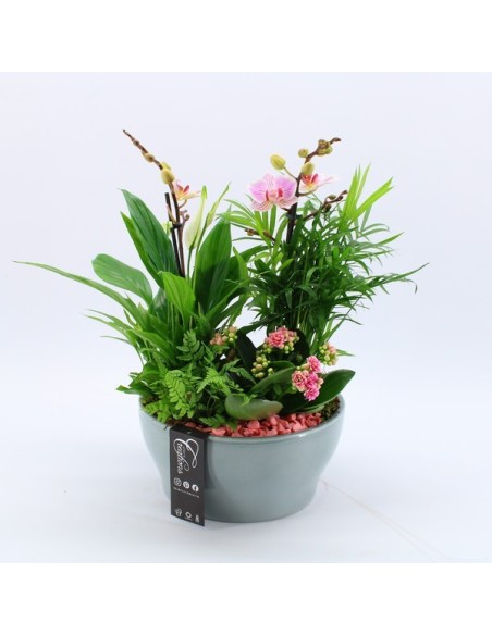 Composición Floral COMPO PHALAENOPSIS PHAL 2533RZ M22 Orquídeas y Plantas Ornamentales