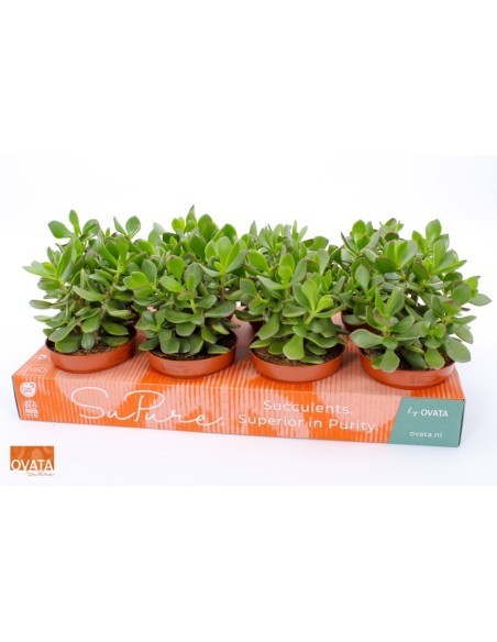 CRASSULA MINOVA MAGIC SUPURD M12 Planta Suculenta Decorativa en Maceta M12
