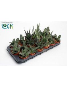 Gasteria M8.5 Planta Suculenta de Bajo Mantenimiento para Interiores y Exteriores