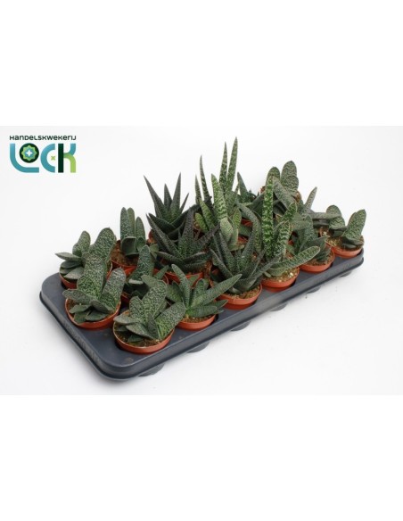 Gasteria M8.5 Planta Suculenta de Bajo Mantenimiento para Interiores y Exteriores