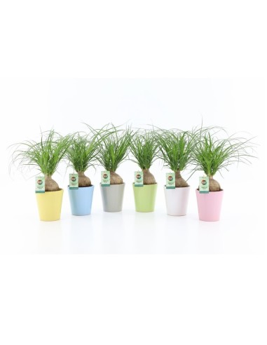 Nolina Recurvata con Maceta Ceramic Pastel M13 | Planta de Interior Decorativa