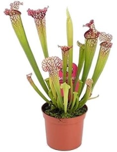 Sarracenia Leucophylla 117 M9 Planta Carnívora Exótica y Decorativa