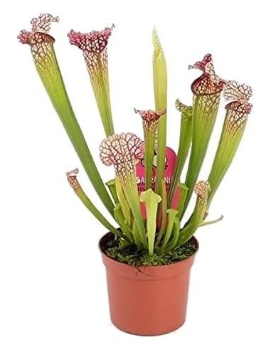 Sarracenia Leucophylla 117 M9 Planta Carnívora Exótica y Decorativa