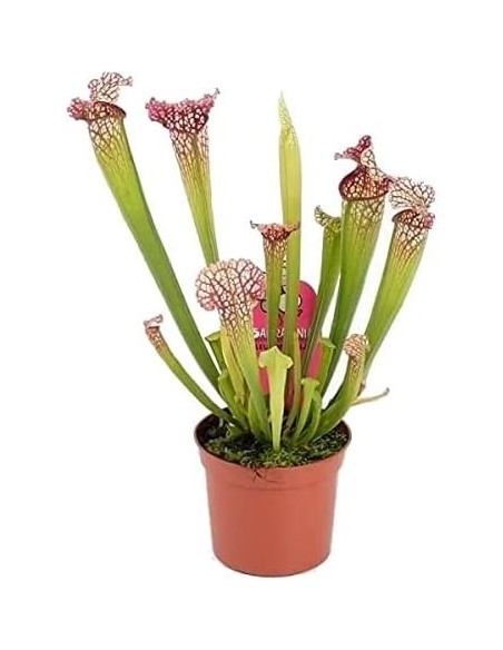 Sarracenia Leucophylla 117 M9 Planta Carnívora Exótica y Decorativa