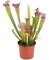 Sarracenia Leucophylla 117 M9 Planta Carnívora Exótica y Decorativa