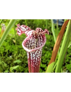 Sarracenia Leucophylla 117 M9 Planta Carnívora Exótica y Decorativa 2