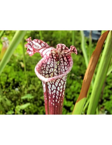 Sarracenia Leucophylla 117 M9 Planta Carnívora Exótica y Decorativa
