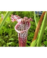 Sarracenia Leucophylla 117 M9 Planta Carnívora Exótica y Decorativa