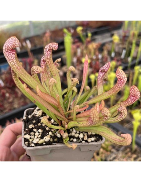 Sarracenia Psittacina Wirgleyena M9 Planta Carnívora Exótica y Compacta
