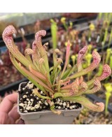 Sarracenia Psittacina Wirgleyena M9 Planta Carnívora Exótica y Compacta