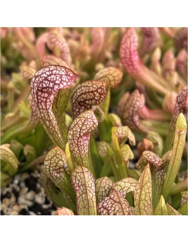 Sarracenia Psittacina Wirgleyena M9 Planta Carnívora Exótica y Compacta