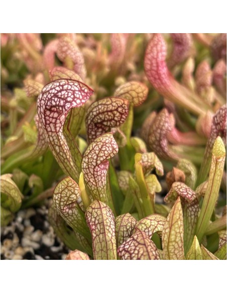 Sarracenia Psittacina Wirgleyena M9 Planta Carnívora Exótica y Compacta