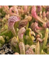 Sarracenia Psittacina Wirgleyena M9 Planta Carnívora Exótica y Compacta