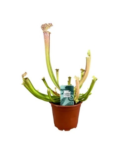 Sarracenia Readii Famhamii M9 Planta Carnívora Roja Maceta M9