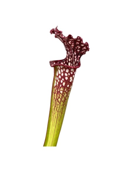 Sarracenia Readii Famhamii M9 Planta Carnívora Roja Maceta M9