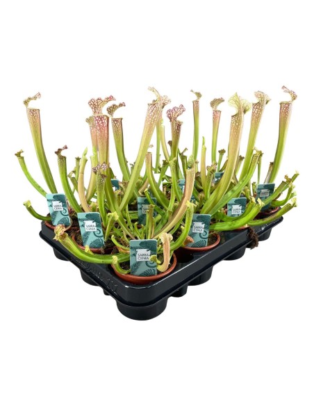 Sarracenia Readii Famhamii M9 Planta Carnívora Roja Maceta M9