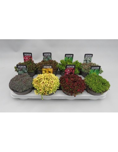 Sedum Mix M14 suculentas variadas decoración plantas resistentes fácil cuidado