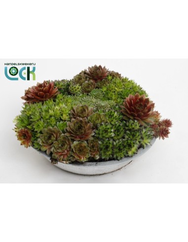 Sempervivum Carnaval M14 suculenta resistente y decorativa para interiores y exteriores