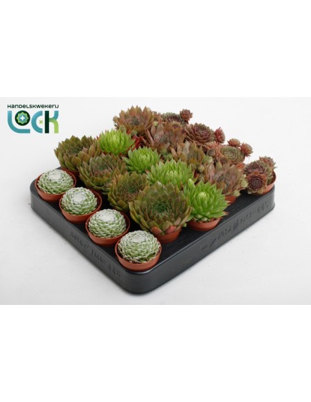 Sempervivum Mix M5.5 suculentas variadas resistentes para decoración interior y terraza