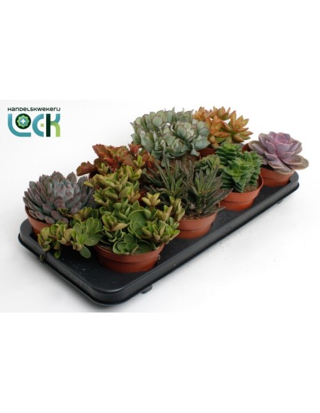 Succulents Mix M12 plantas suculentas variadas resistentes para interiores y exteriores