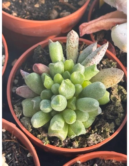 Succulents Mix M5.5 plantas suculentas variadas para interiores y exteriores