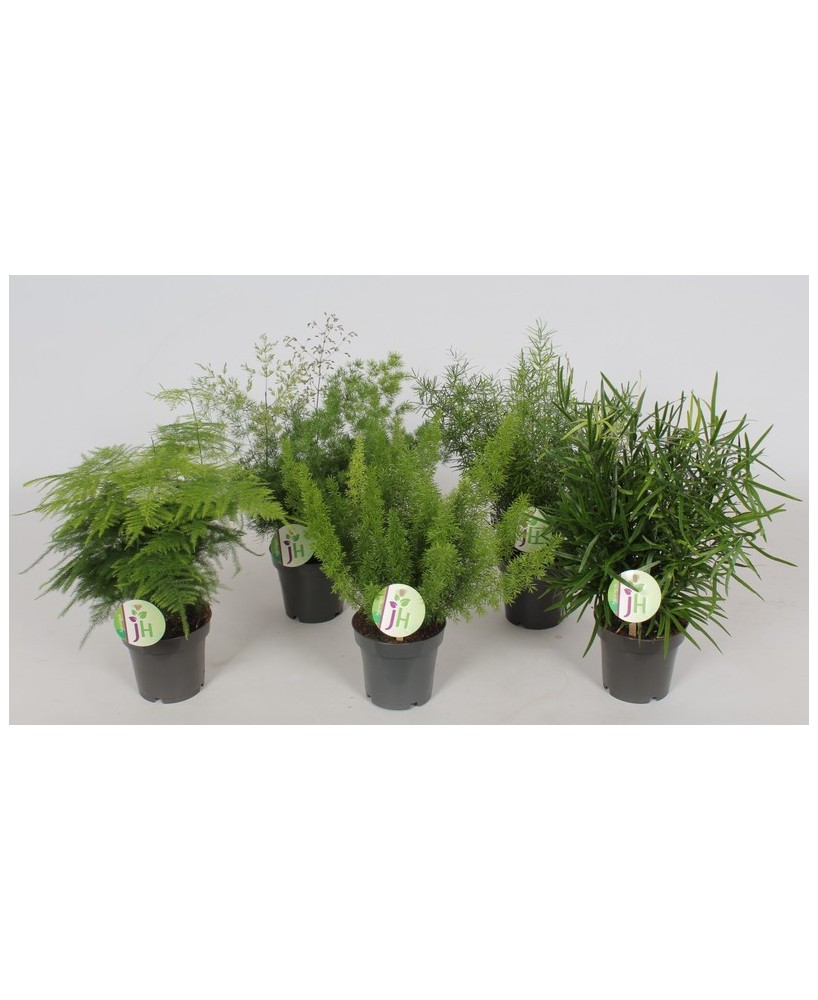 Planta Asparagus M12 decoración natural fácil cuidado para interiores y exteriores