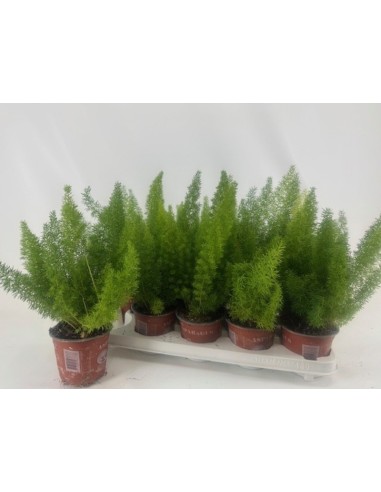 Asparagus Dens Myers M12 planta ornamental fresca y fácil de cuidar