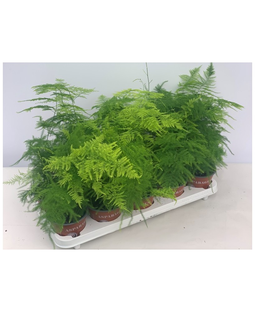 Asparagus Plumosus M12 planta ornamental follaje fino decoración interior exterior