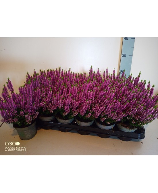 Calluna Vulgaris Beauty Ladies M9 Púrpura para jardín y terraza
