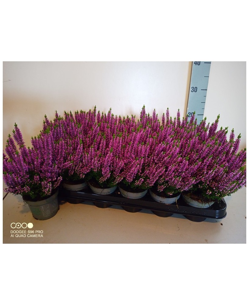 Calluna Vulgaris Beauty Ladies M9 Púrpura para jardín y terraza