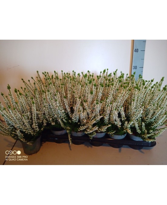 Calluna Vulgaris Beauty Ladies Blanca M9 | Planta de brezo para otoño e invierno
