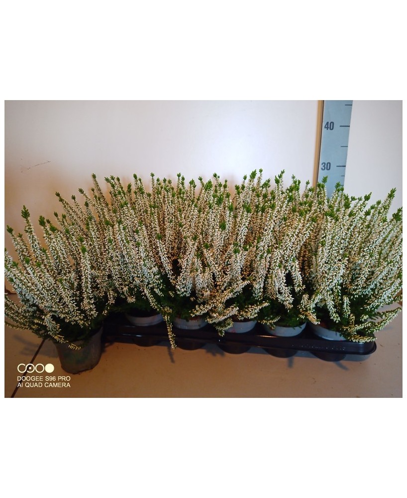Calluna Vulgaris Beauty Ladies Blanca M9 | Planta de brezo para otoño e invierno