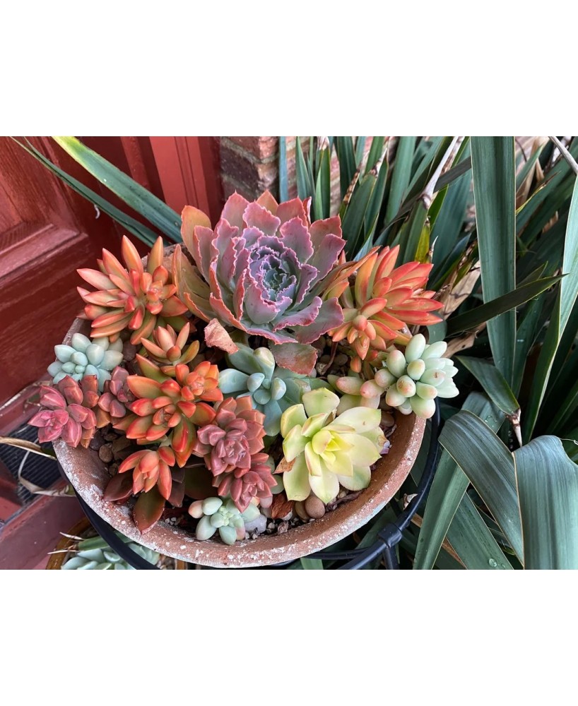 Succulents Mix Autumn Colors M8.5 plantas suculentas colores otoñales decoración fácil cuidado
