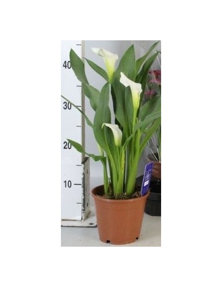 Zantedeschia White M14 Planta Ornamental con Flores Blancas Elegantes para Jardines y Terrazas